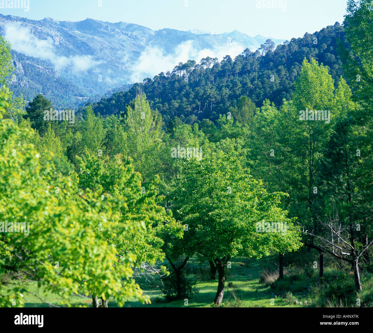 forest-scenery-in-cazorla-national-park-spain-stock-photo-alamy