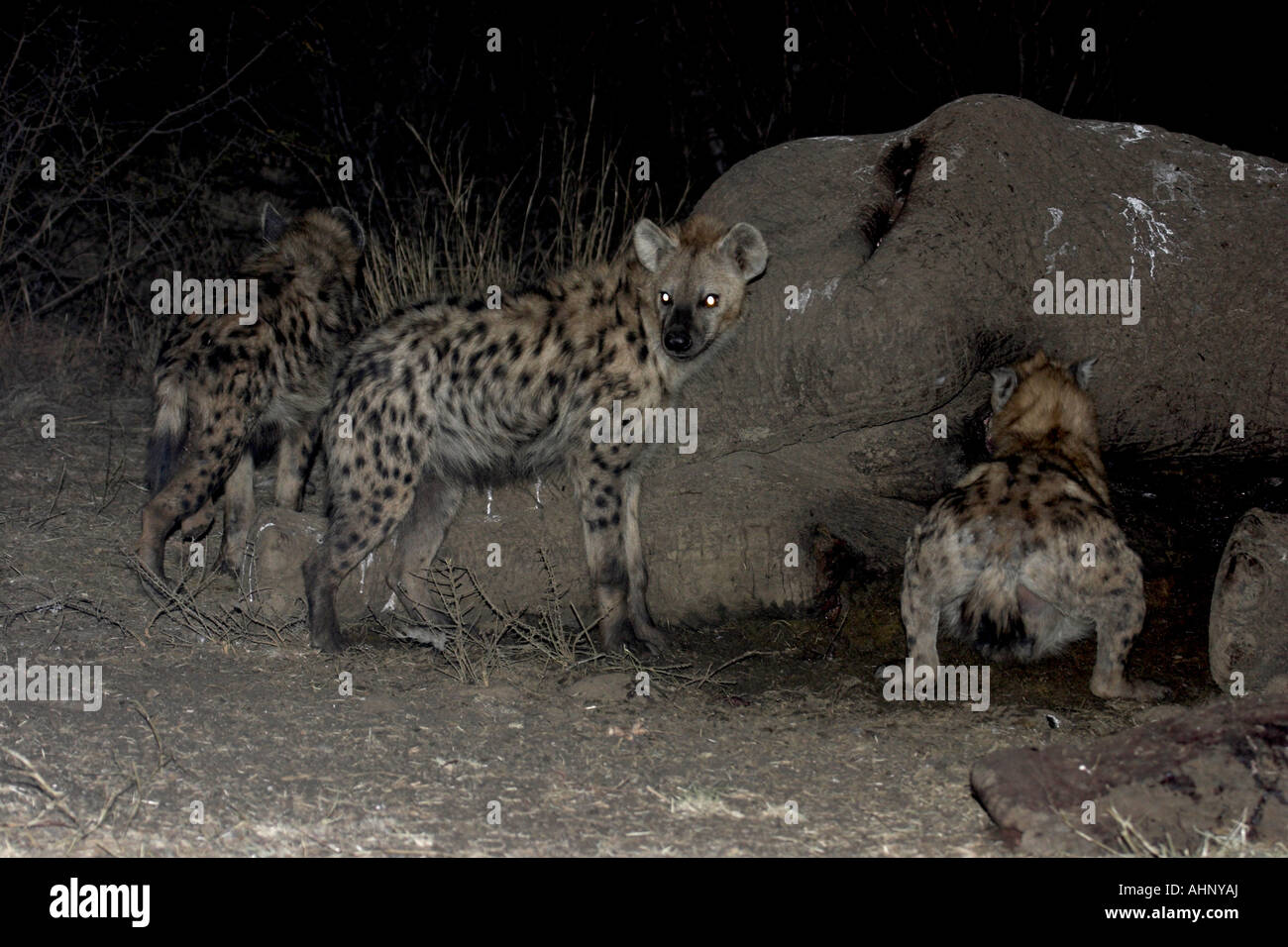 Three spotted hyenas feeding from the carcass of an elephant Stock