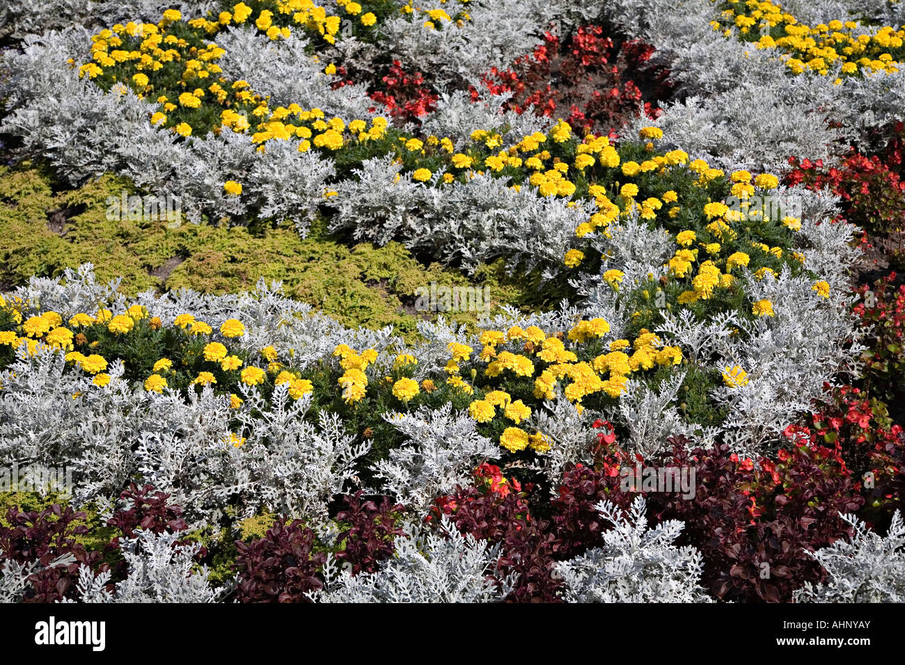French marigolds in curved pattern mixed with bedding plants Stock
