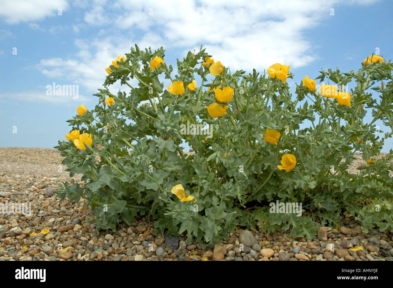 Yellow Horned Poppy Glaucium flavum growing in the shingle beach at Aldeburgh in Suffolk UK Stock Photo