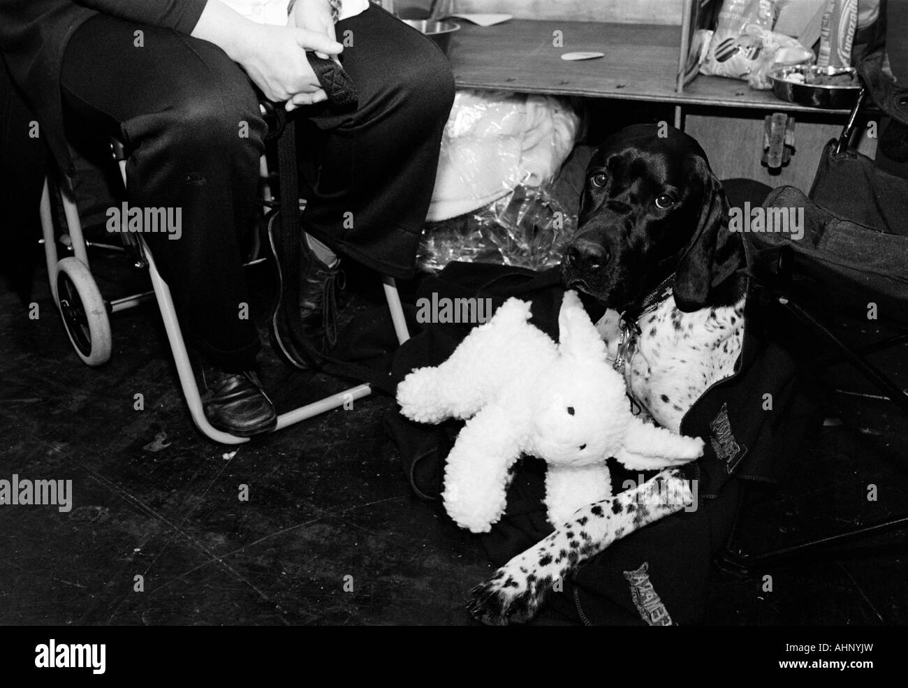 Black and white image of a relaxed gundog resting between competitions with his toy sheep at Crufts Dog Show Birmingham Stock Photo
