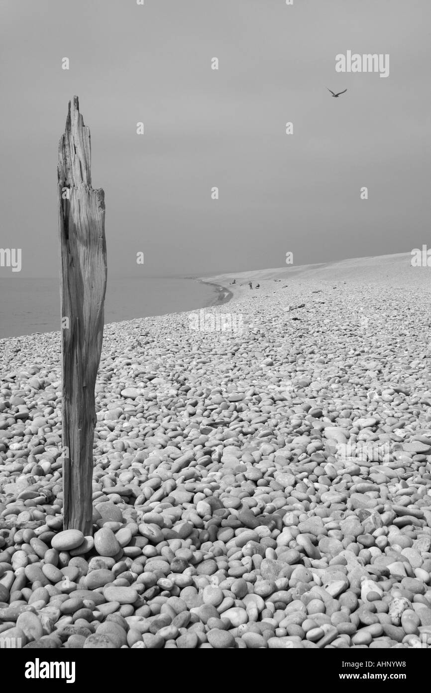 Driftwood feature Black and White Stock Photos & Images - Alamy