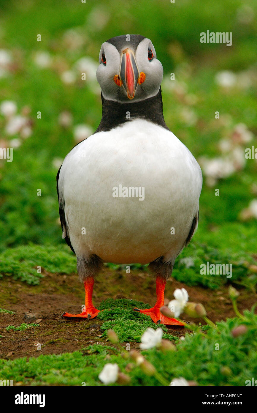 Single Atlantic Puffin Fratercula arctica standing by its burrow staring straight ahead at the camera Stock Photo