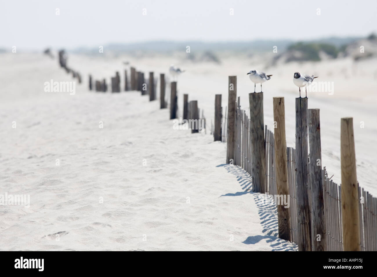 Two Sea Gulls on fence along the beach Stock Photo