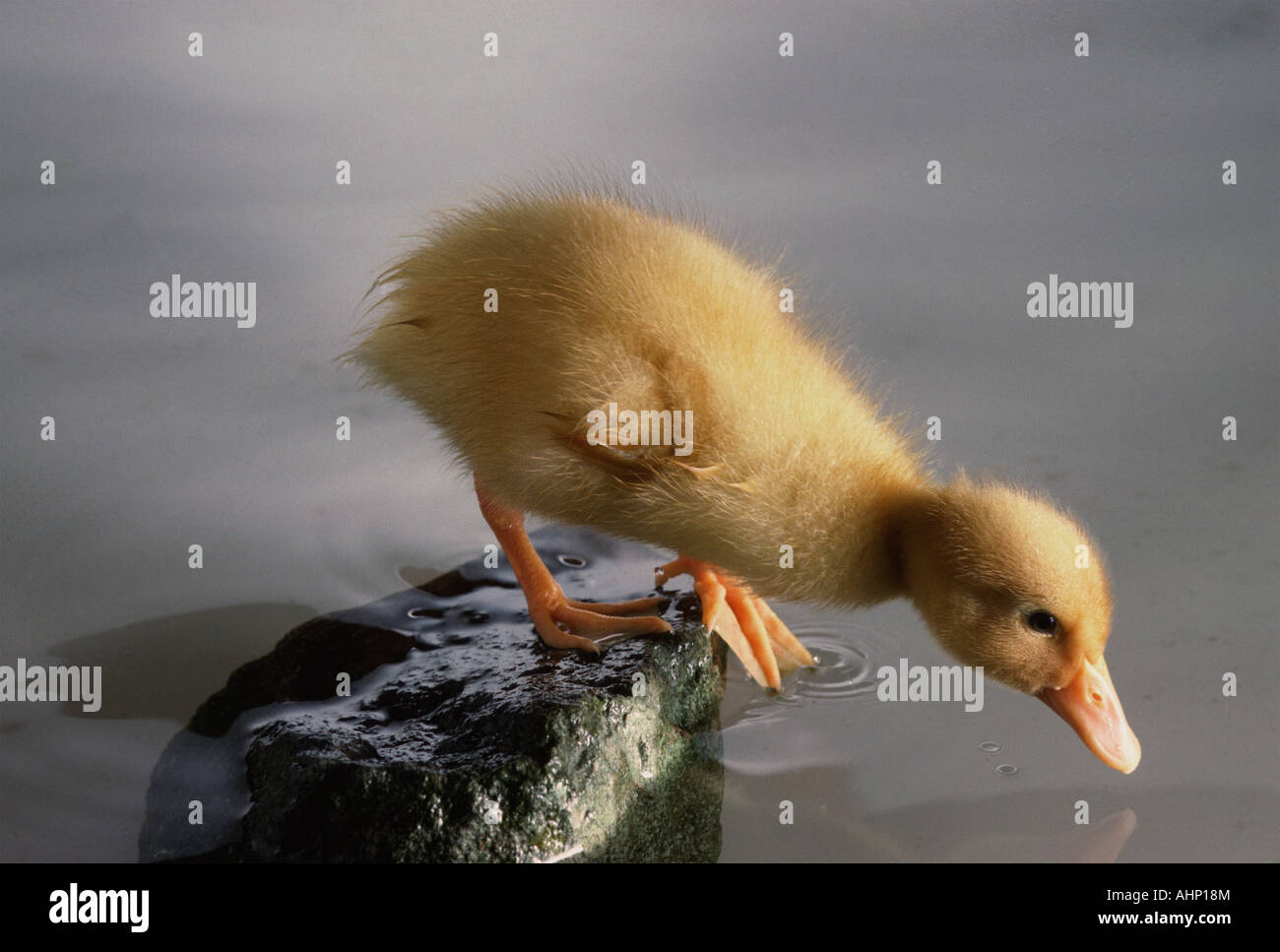 White Campbell Duckling Drinking age 3 wks Stock Photo