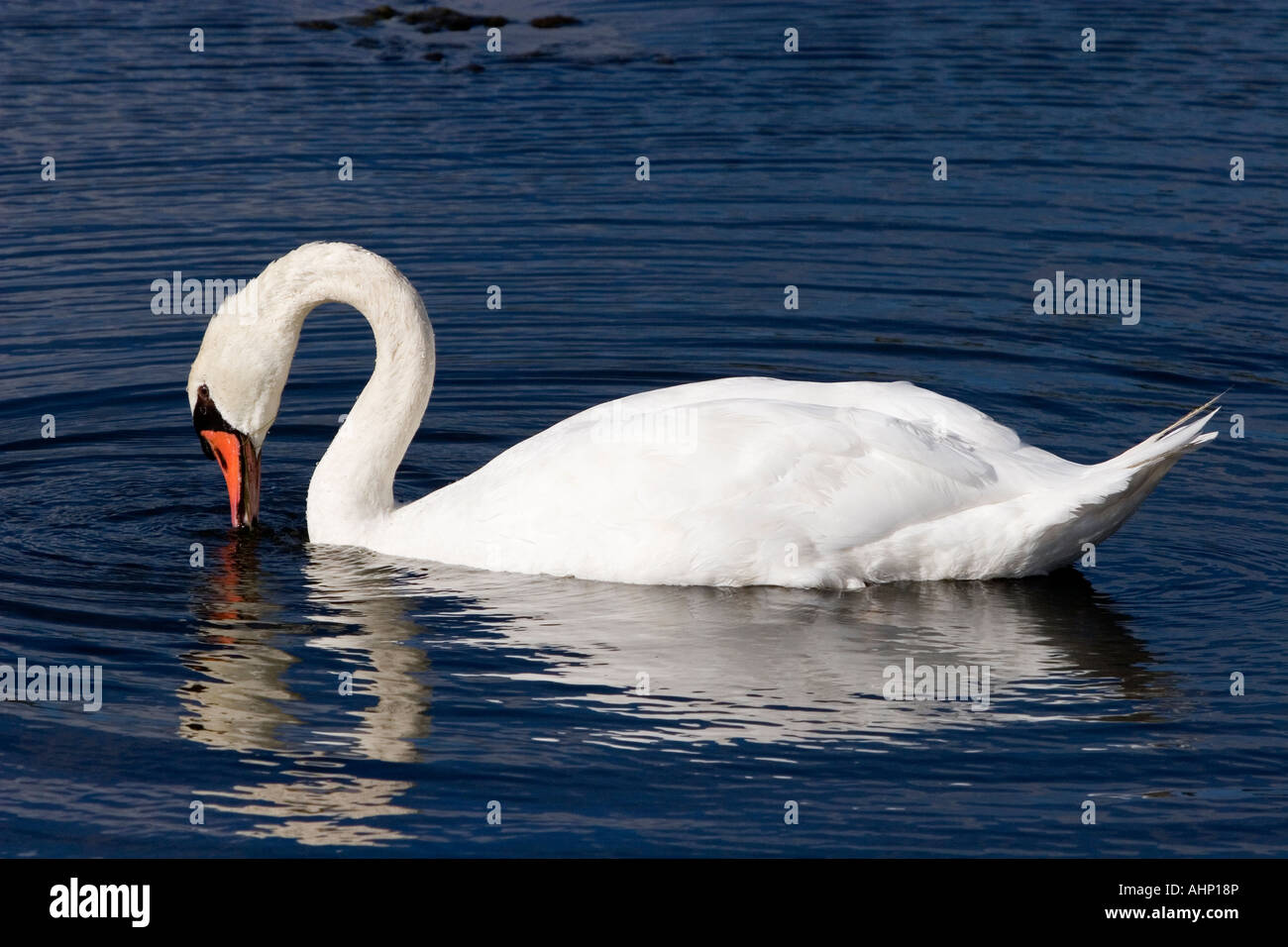 Mute Swan swimming Cape May NJ USA Stock Photo Alamy