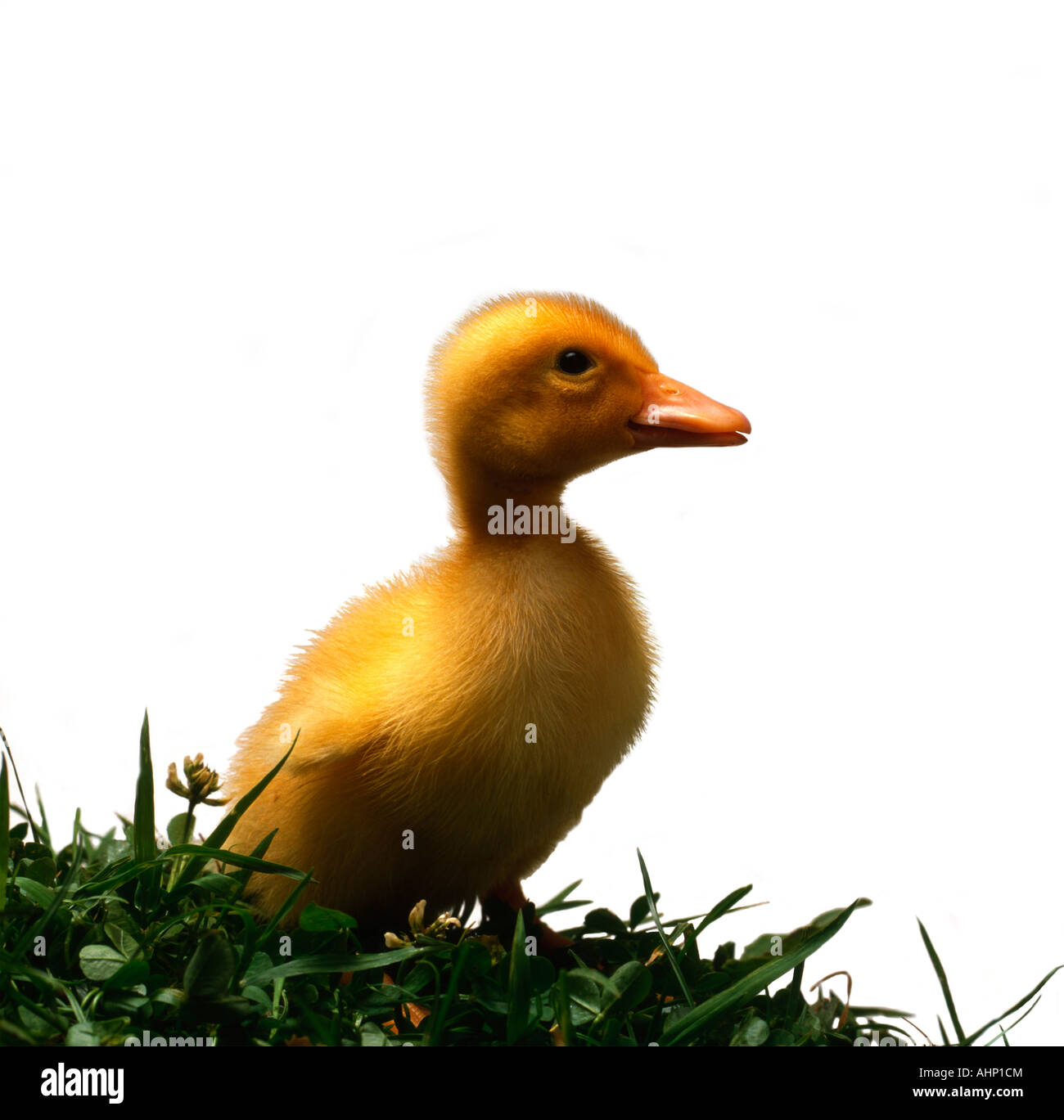 White Campbell Duckling on White Background 2 wks Stock Photo