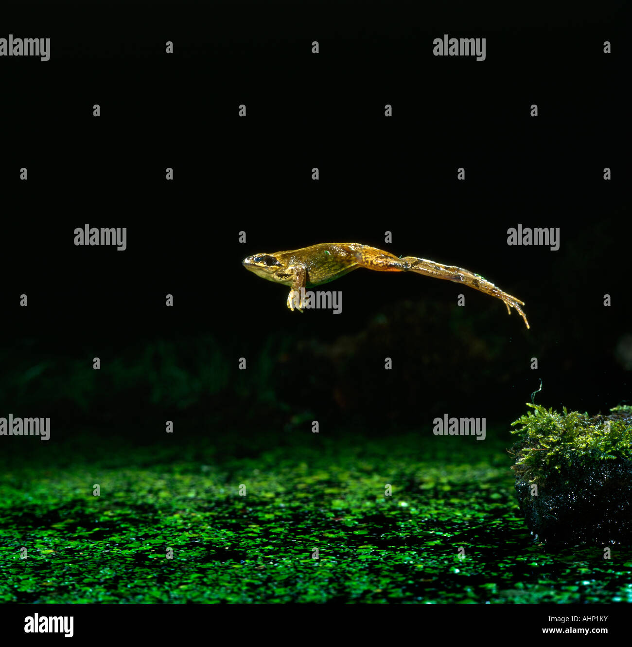 Frog jumping in water hires stock photography and images Alamy