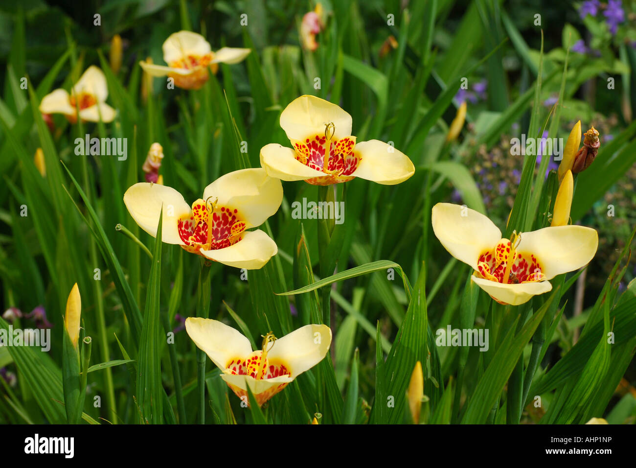 Tigridia pavonia Stock Photo - Alamy
