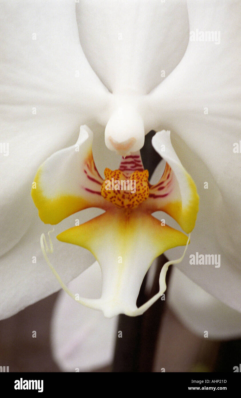 White butterfly Orchid Stock Photo