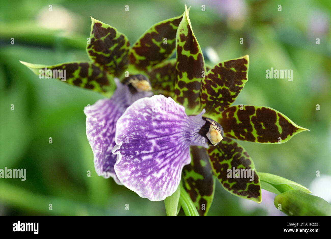 Zygopedium hybrid Kiwi Geyser Orchid Stock Photo