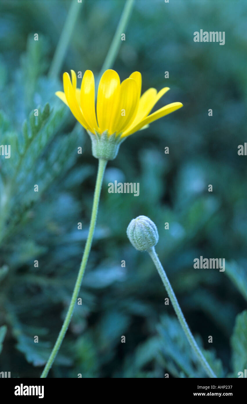 Anthemis large winter yellow flowering bush Stock Photo