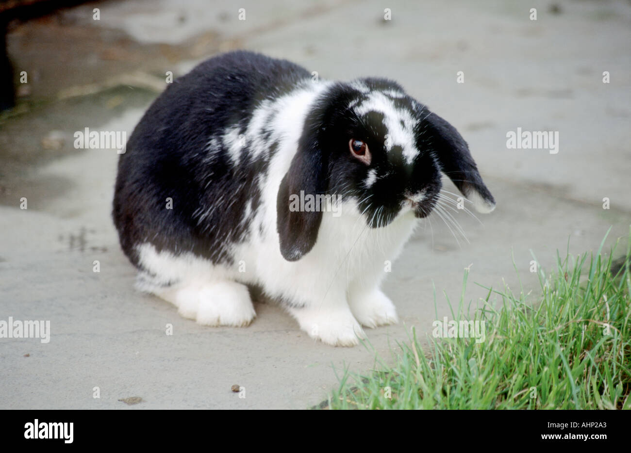 Black and white lop eared rabbit Stock Photo
