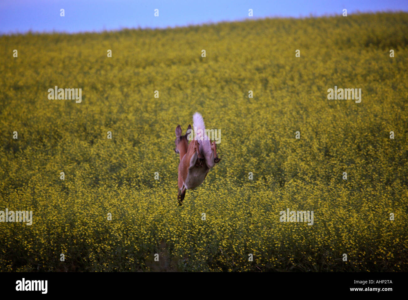 Whitetailed Deer doe leaping through Canola crop in scenic