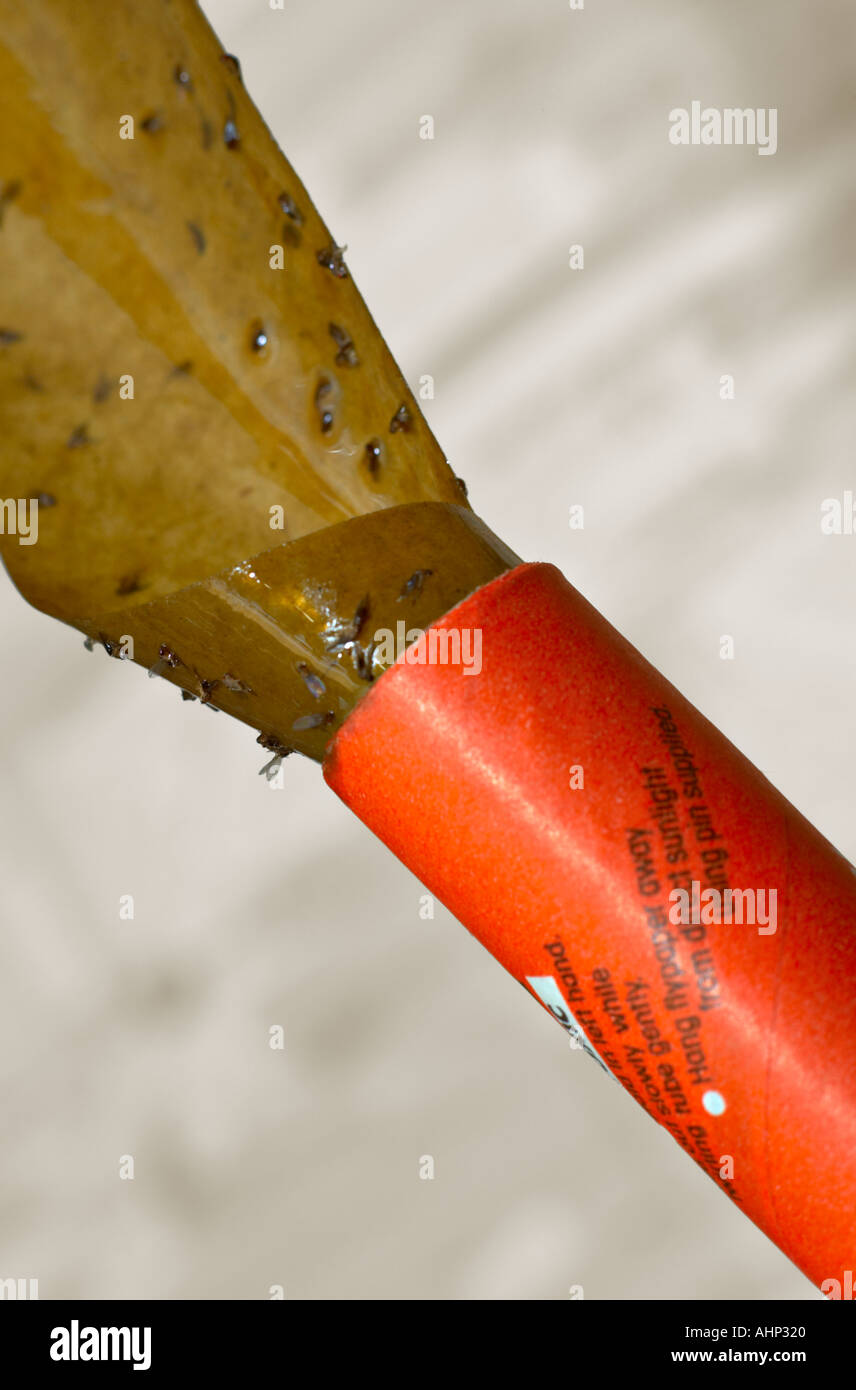 Fly paper with stuck dead flies Stock Photo Alamy