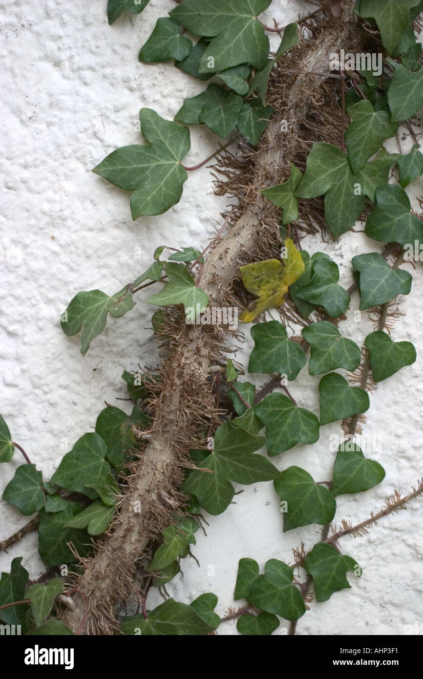 Wall overgrown with ivy Stock Photo - Alamy