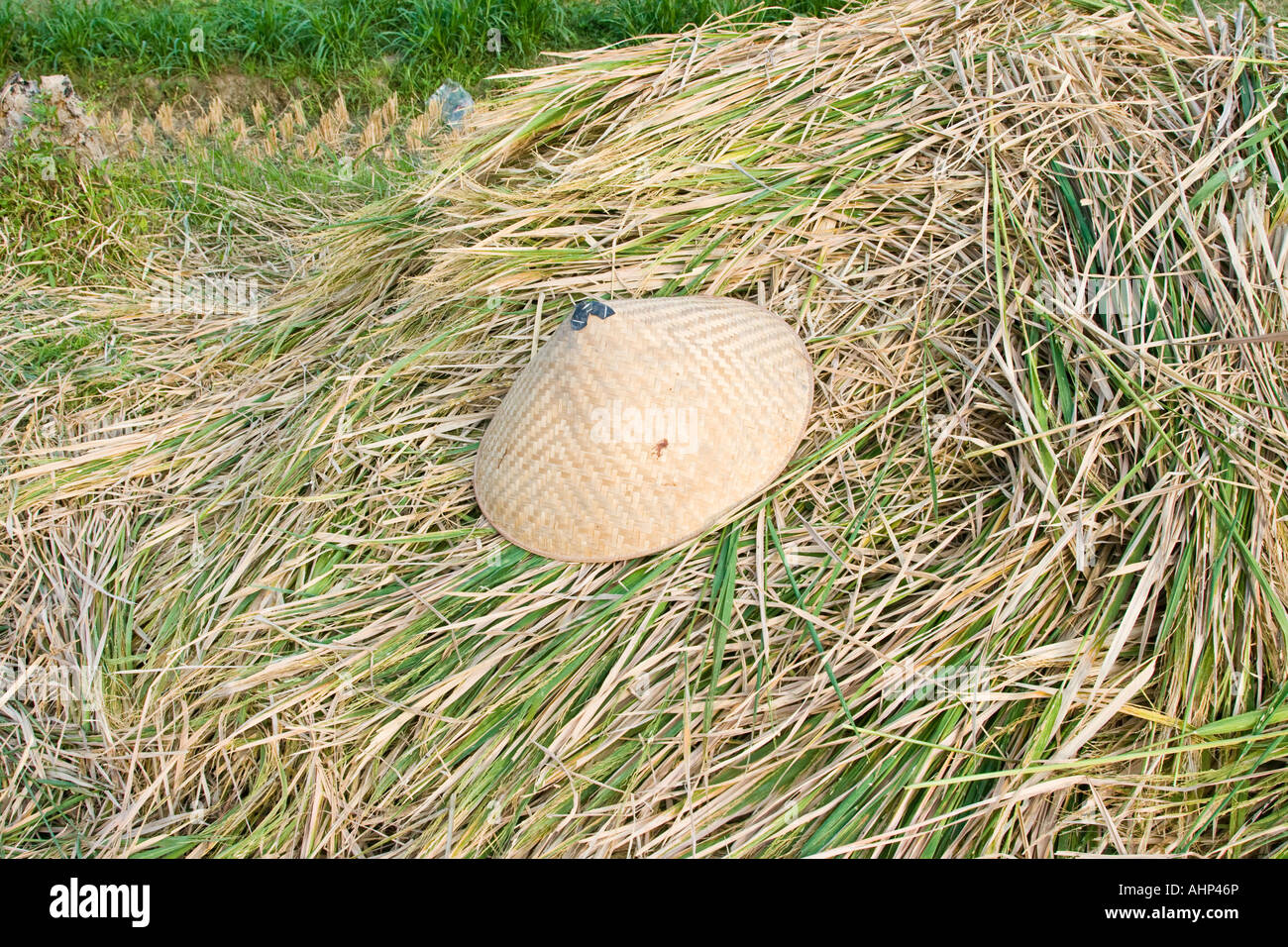 Conical Hat on Rice Stalks Rice Farming Bali Indonesia Stock Photo - Alamy