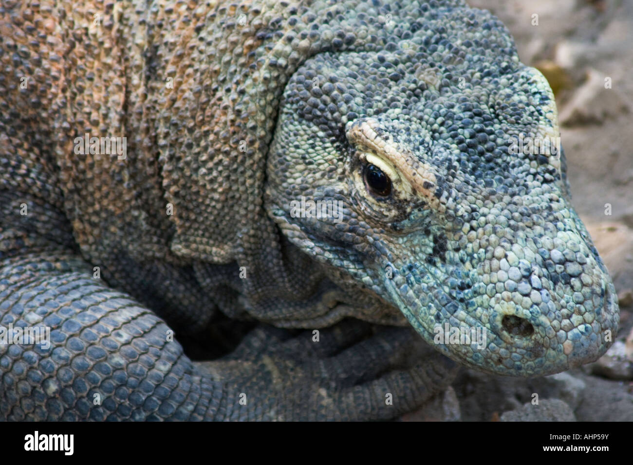 Komodo Dragon or Varanus Komodoensis Gembiraloka Zoo Yogyakarta Java Indonesia Stock Photo