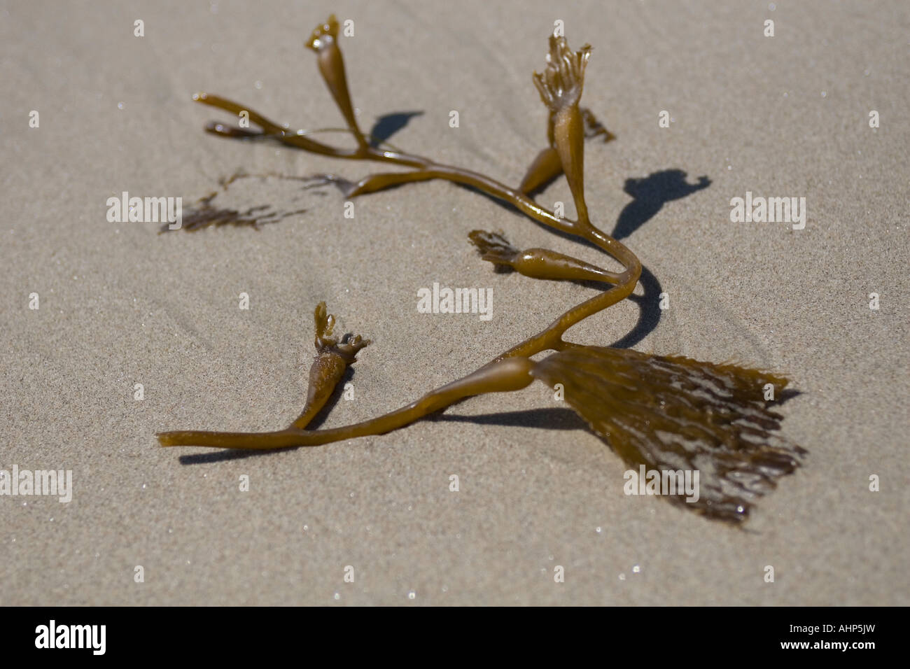 seaweed in the sand Stock Photo Alamy