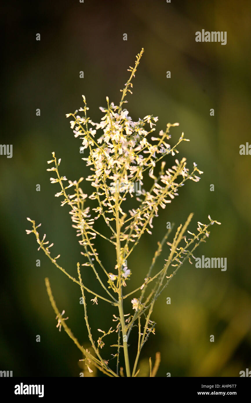 Roadside plant with small white blooms found in scenic Saskatchewan Canada Stock Photo