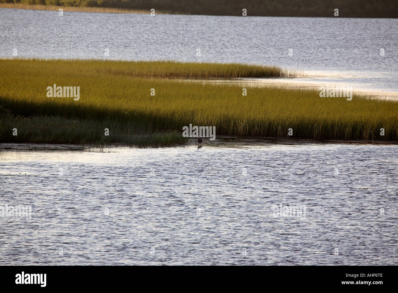 Large porcupine hi-res stock photography and images - Page 6 - Alamy