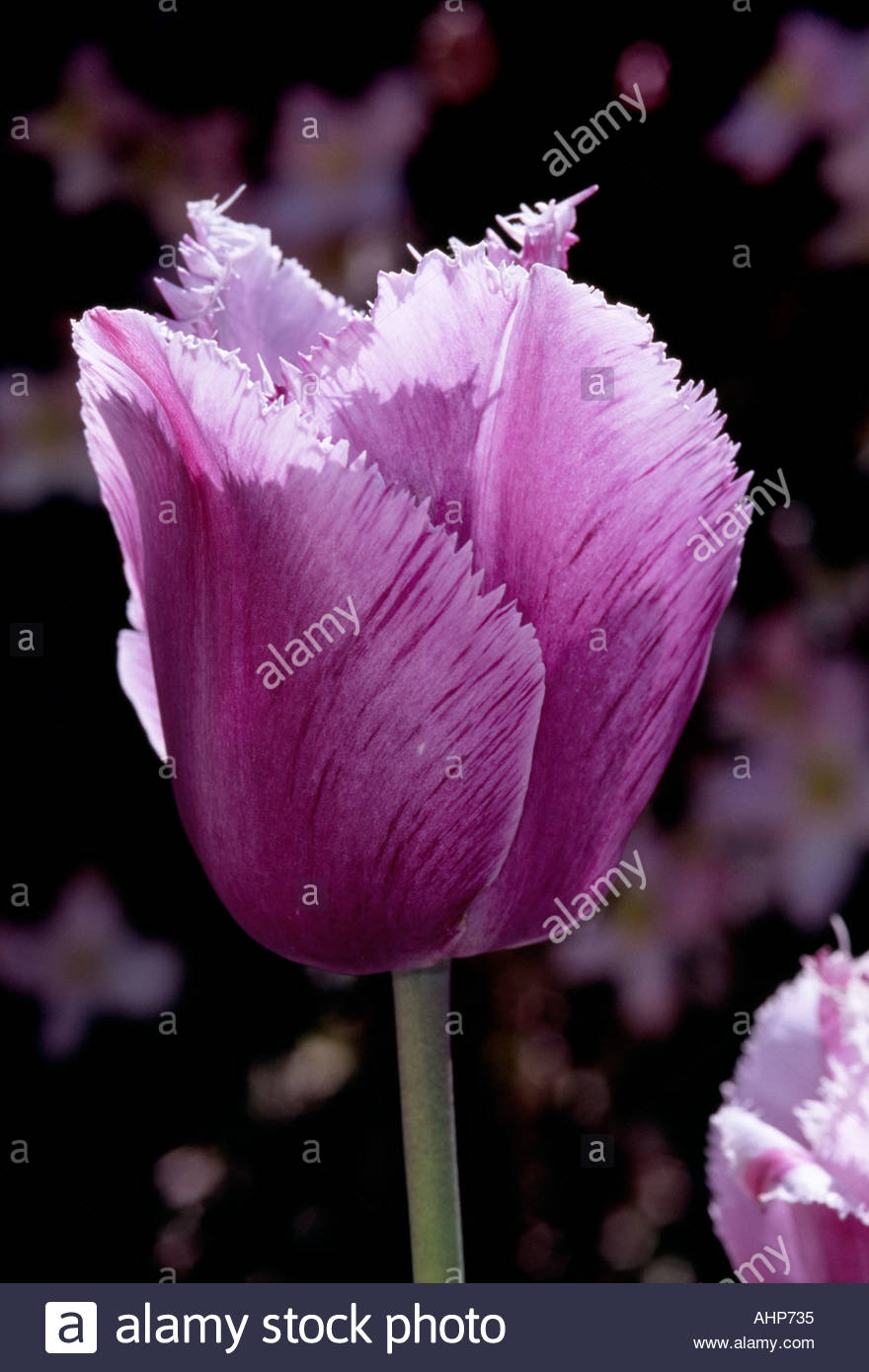 Tulipa Blue Heron Tulip High Resolution Stock Photography And Images Alamy