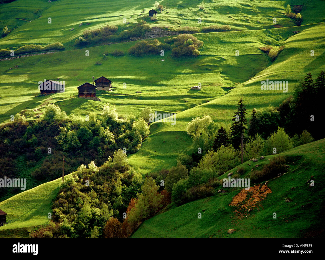 Spring meadows near the Lukmanier Pass Switzerland Stock Photo Alamy