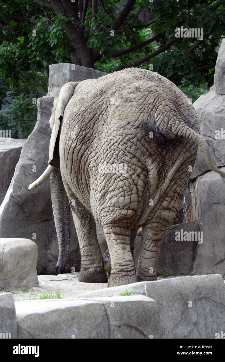 Back side of the elephant. Brookfield Zoo Stock Photo - Alamy