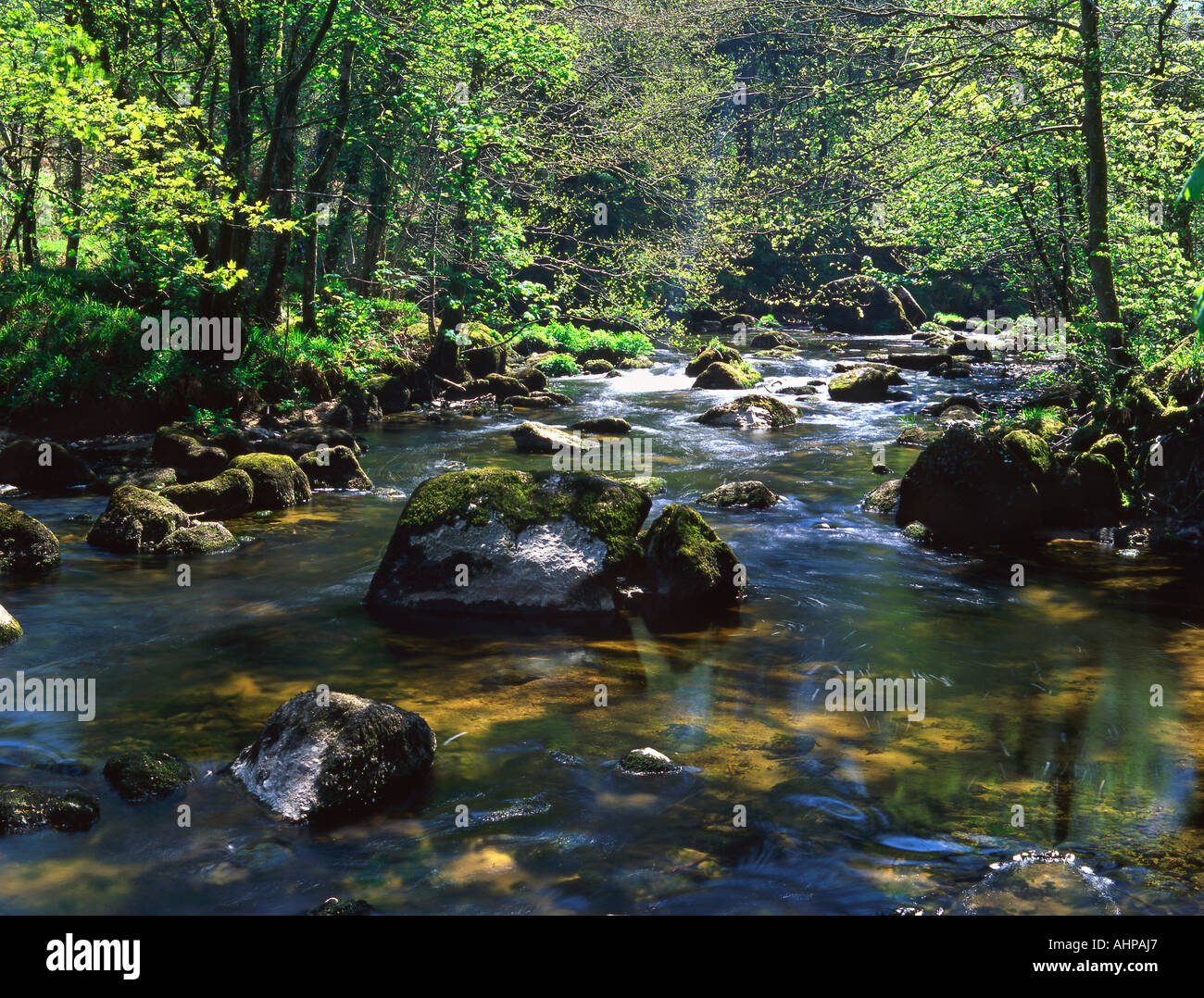 River Otter in south Devon Stock Photo - Alamy