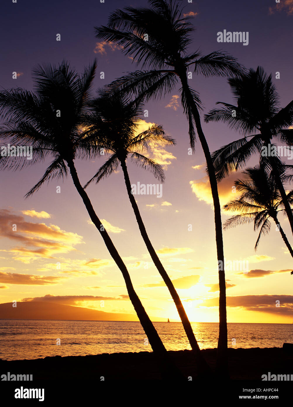 Sunset hawaii palm trees sailboat hi-res stock photography and images