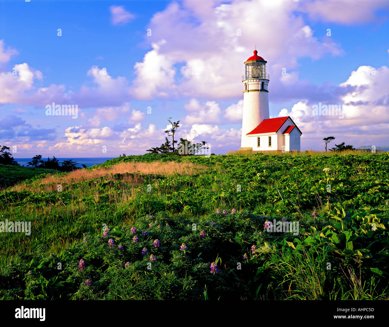 Cape Blanco lighthouse and wildflowers lupine with clouds Oregon Stock Photo