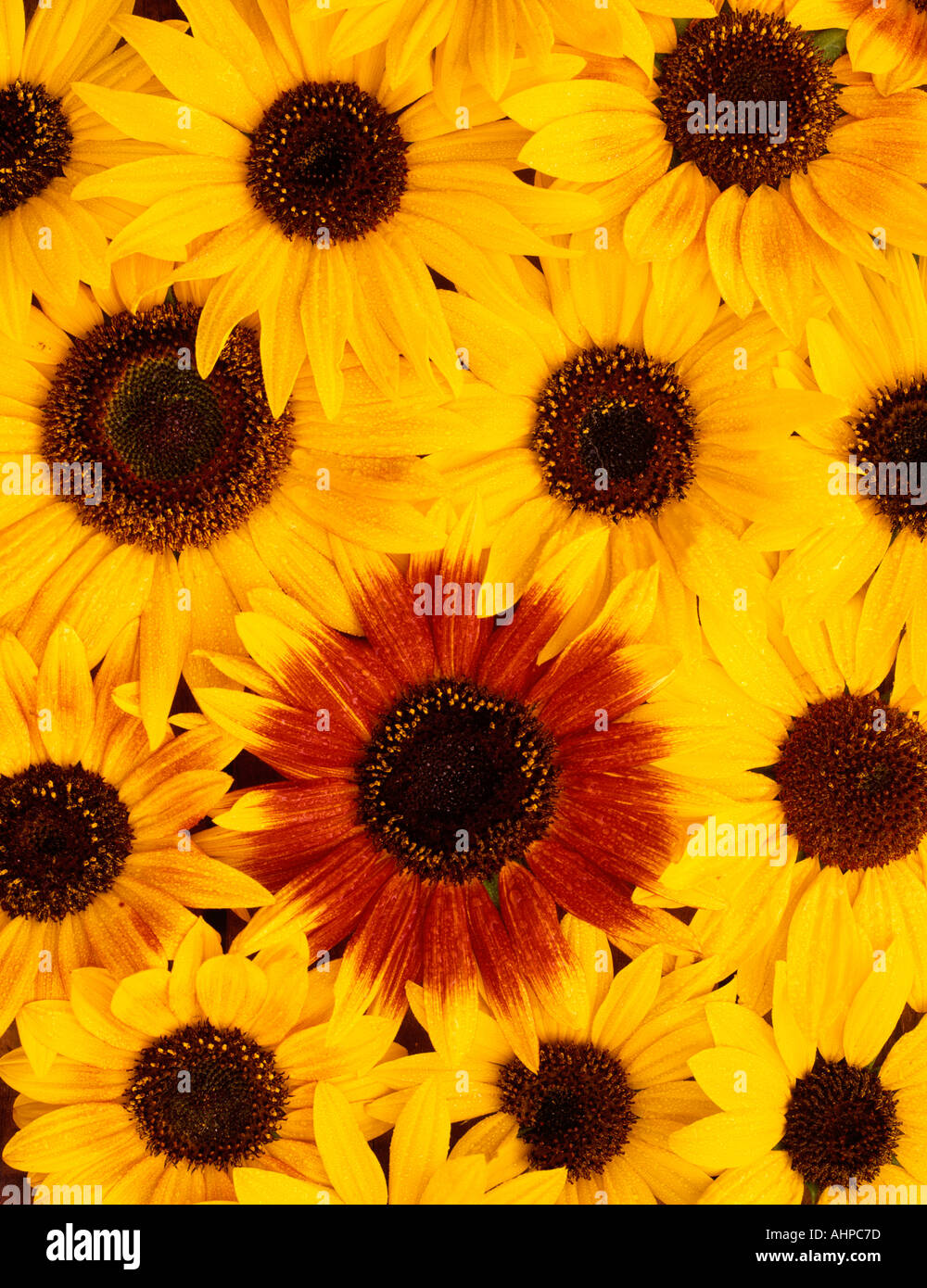 Ornamental sunflowers with mist Oregon Stock Photo