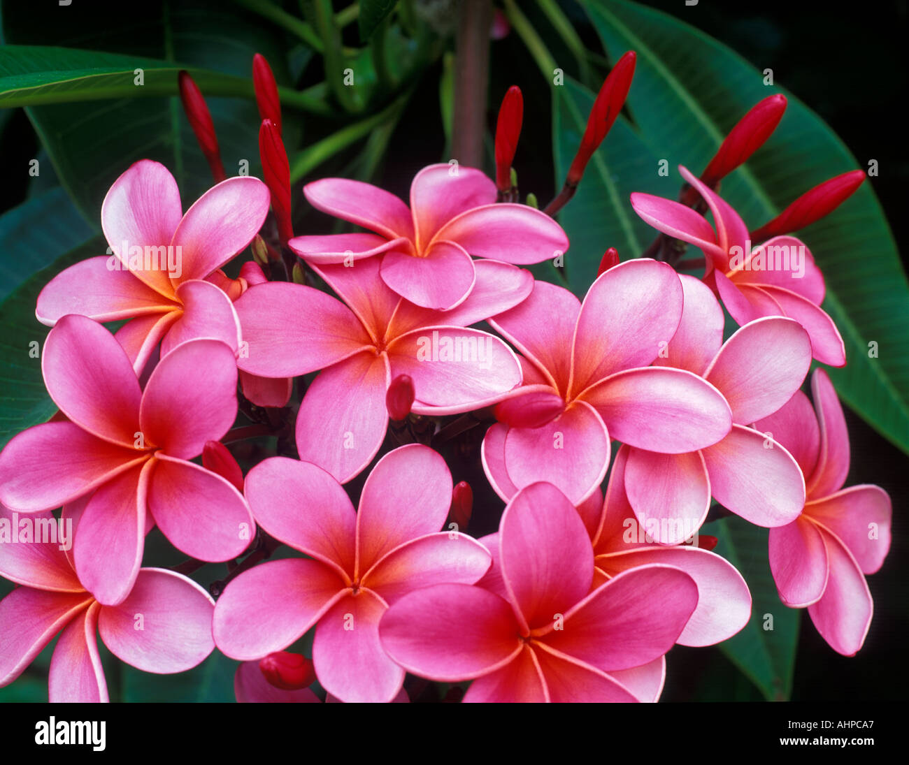 Plumeria plumeria rubra Maui Enchanting Gardens Maui Hawaii Stock Photo