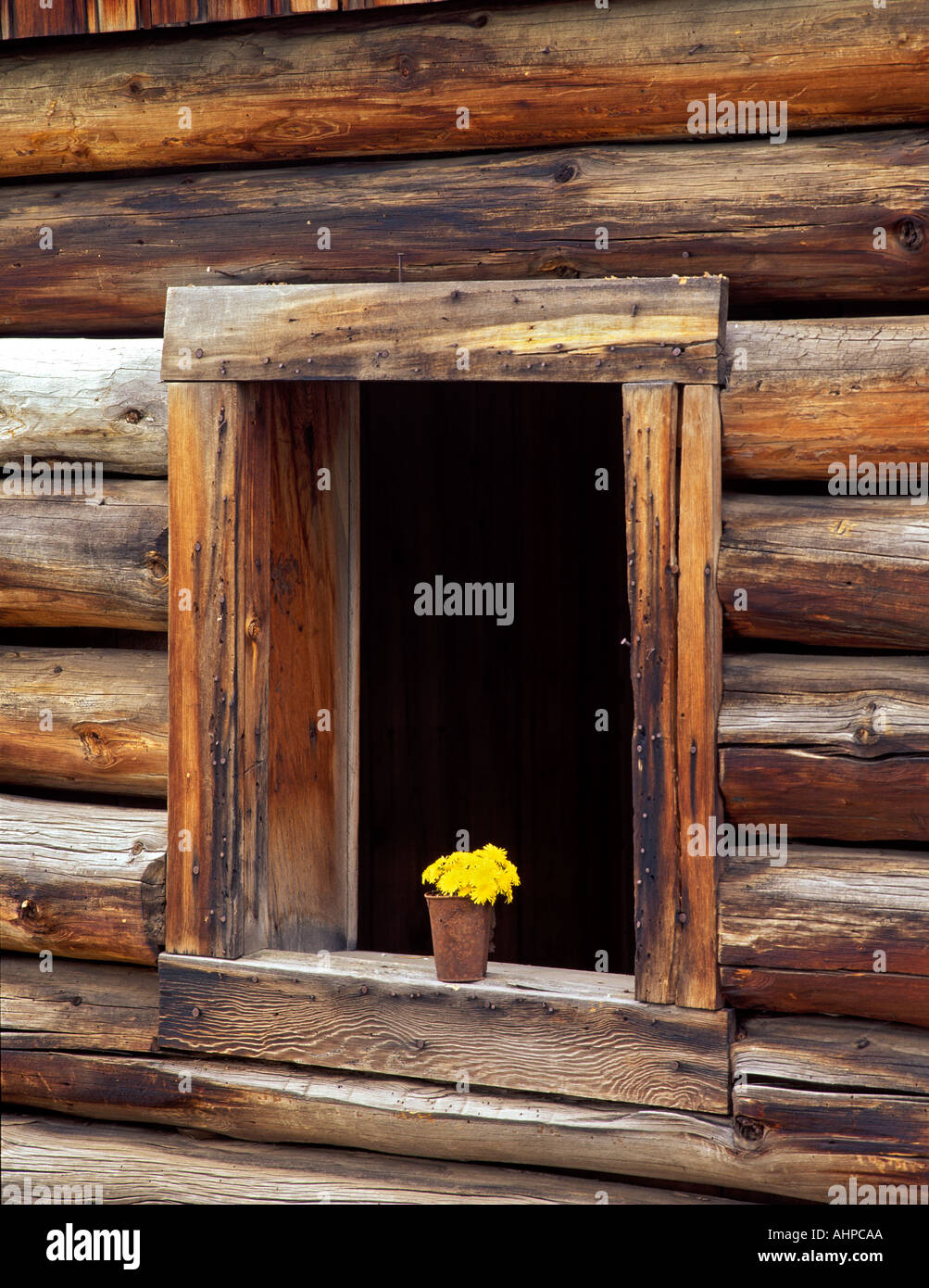 V00233m Tif Window Of Abandoned Log Cabin And Dandelions Freemont