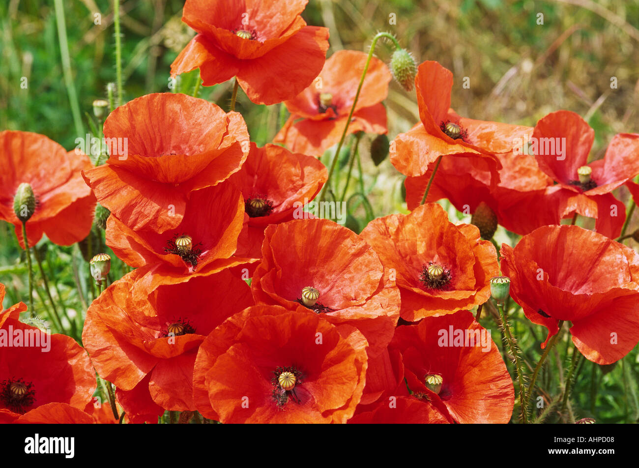 Cluster of Poppies Showing Various Stages from Buds to Seed heads Stock Photo
