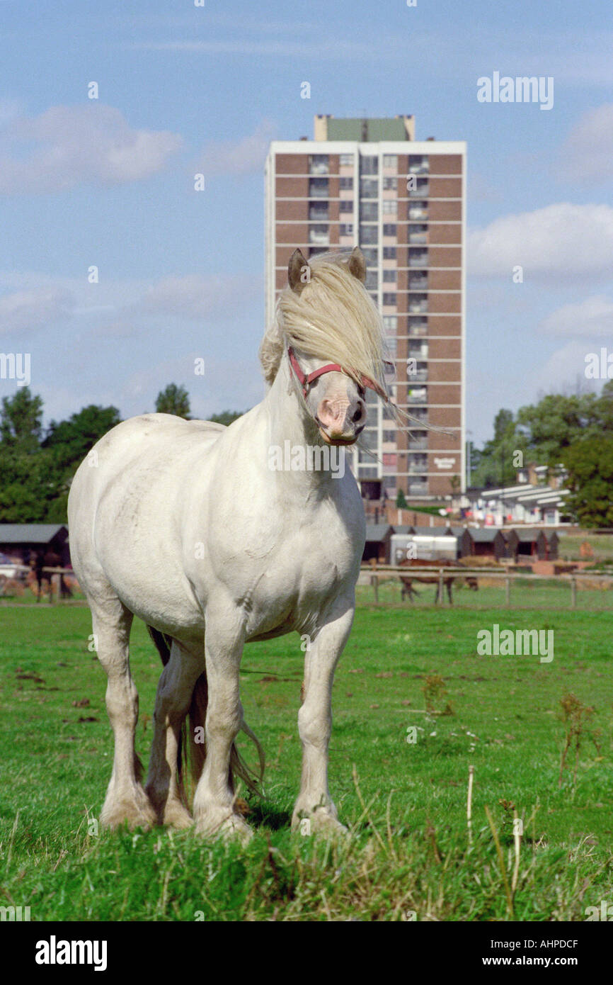 Pony and block of flats Walker Newcastle upon Tyne UK Stock Photo Alamy