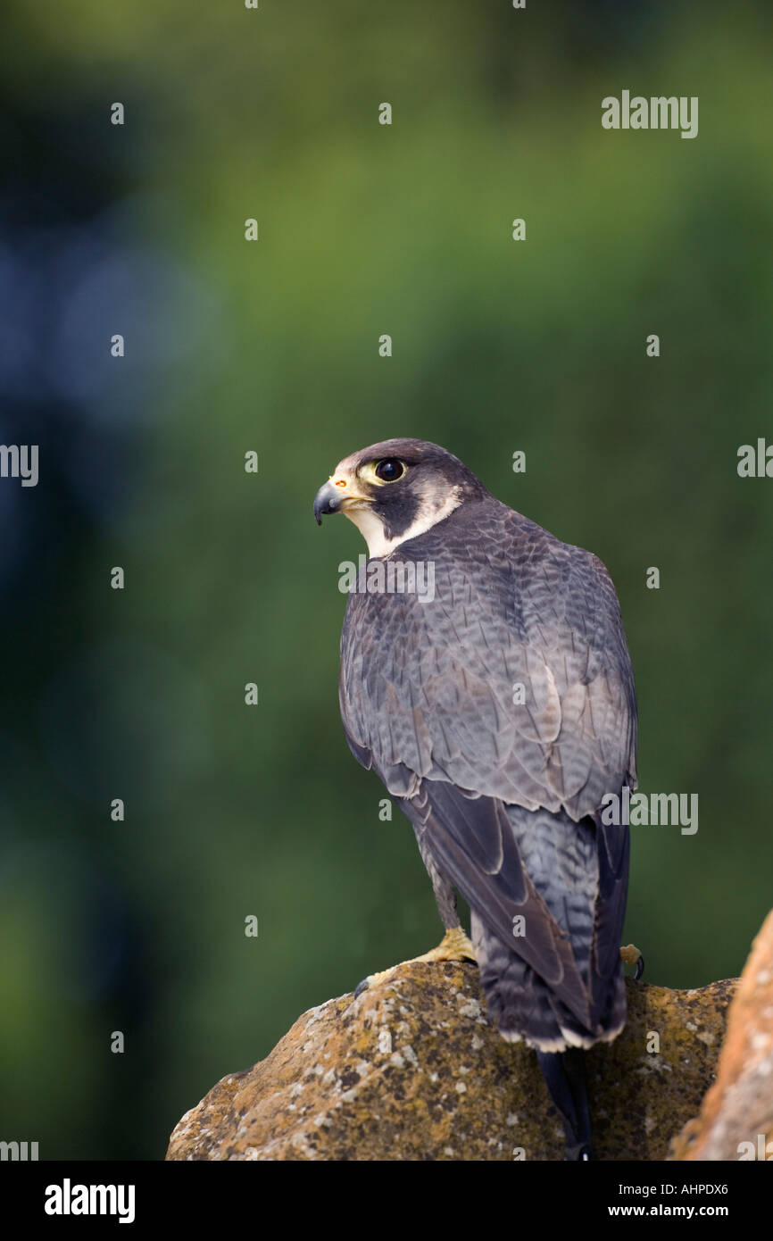 Peregrine Falco peregrinus on rock looking alert with nice out of focus ...
