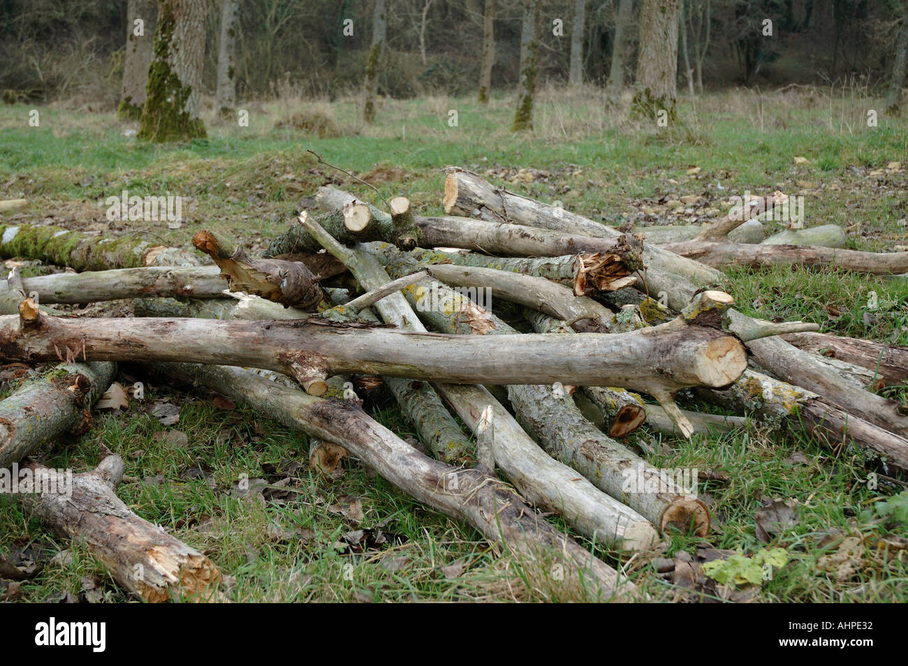 Chopped and cut logs Stock Photo Alamy Chopped and cut logs Stock Photo Alamy