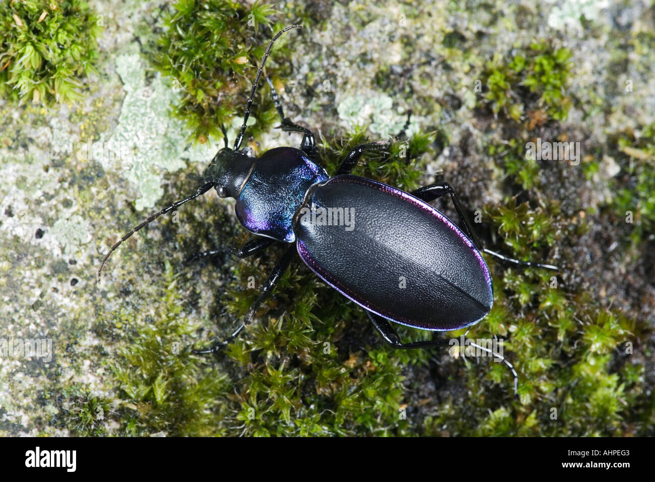 Violet Ground Beetle Carabus violaceus on log Potton Bedfordshire Stock Photo