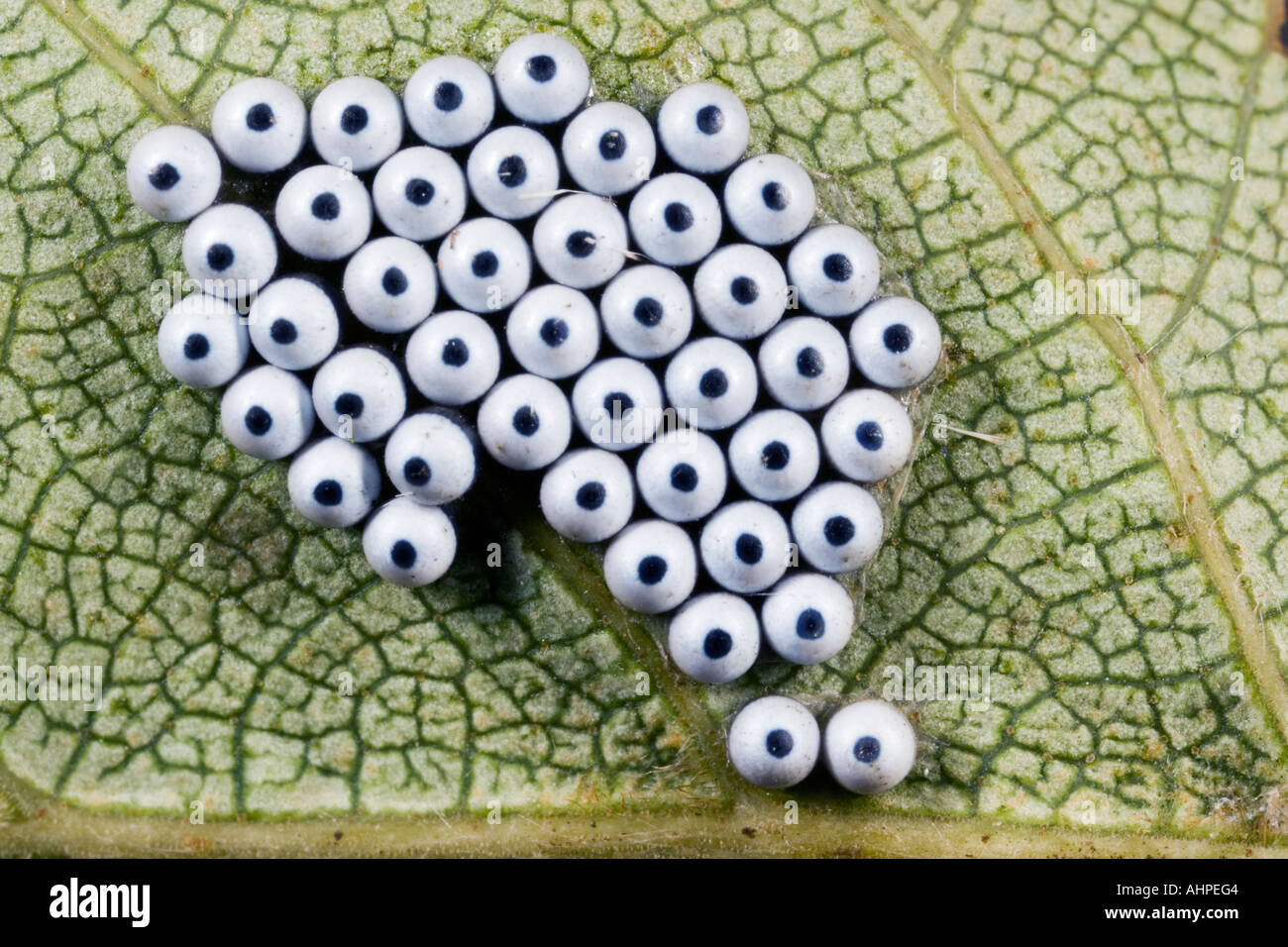 Buff tip Phalera bucephala egg batch on silver birch Potton Bedfordshire Stock Photo