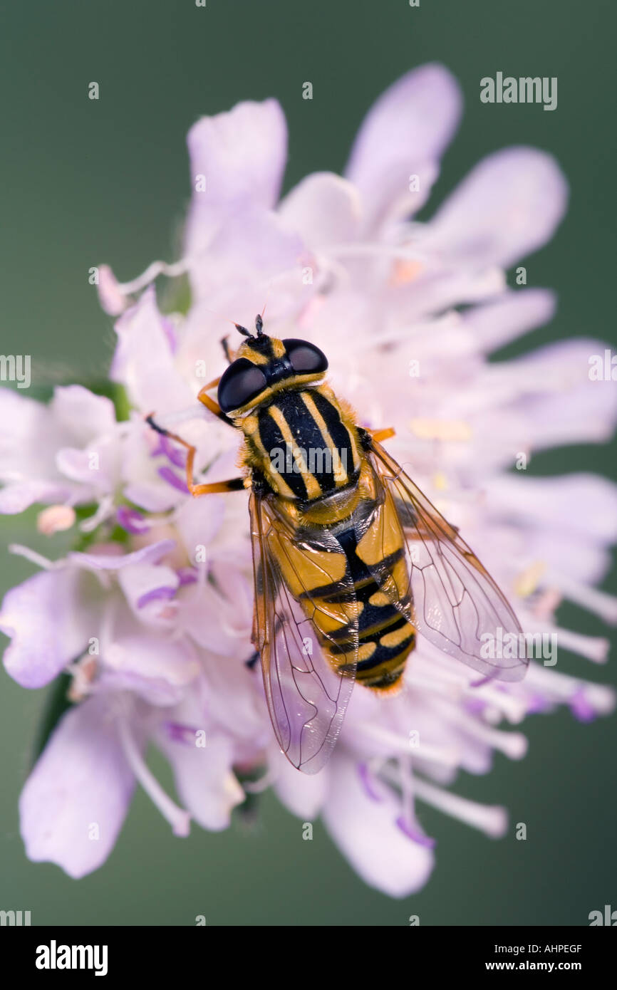 Hover fly Helophilus pendulus on field Scabias flower showing markings and detail Potton Wood Bedfordshire Stock Photo