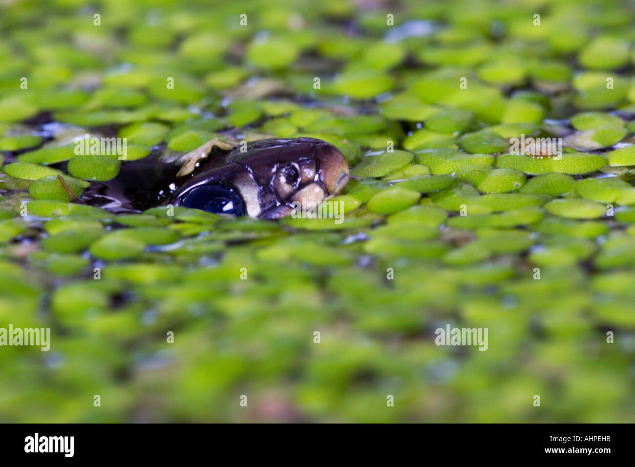 Small young Grass snake Natrix natrix swimming in garden pond with head just out of water Potton Bedfordshire Stock Photo