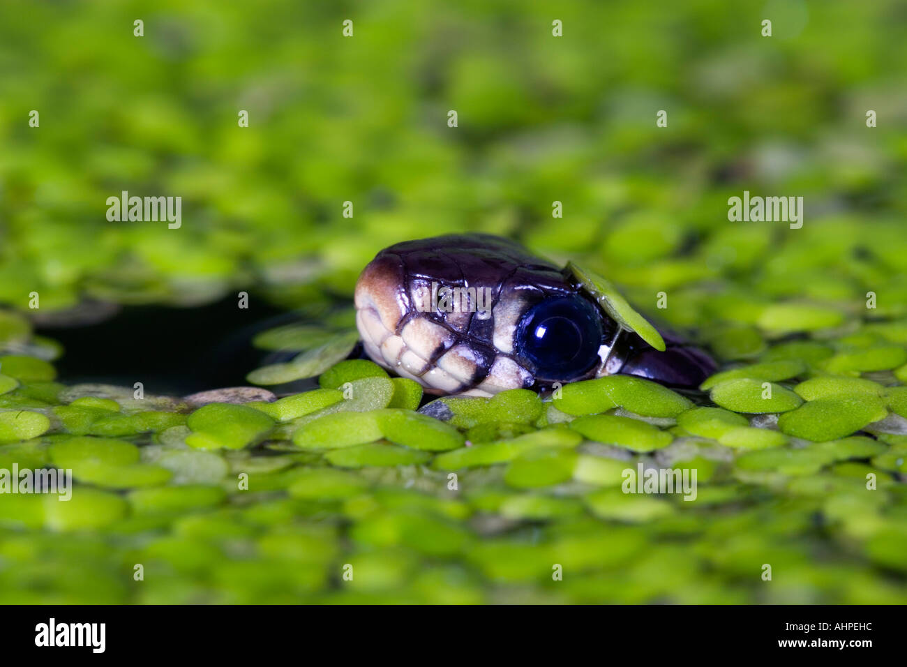 Small young Grass snake Natrix natrix swimming in garden pond with head just out of water Potton Bedfordshire Stock Photo