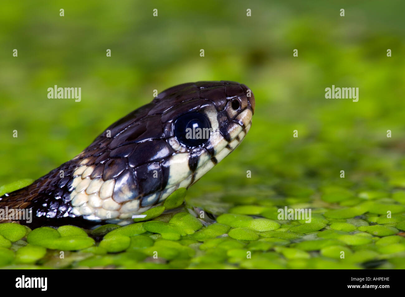 Small young Grass snake Natrix natrix swimming in garden pond close up of head Potton Bedfordshire Stock Photo