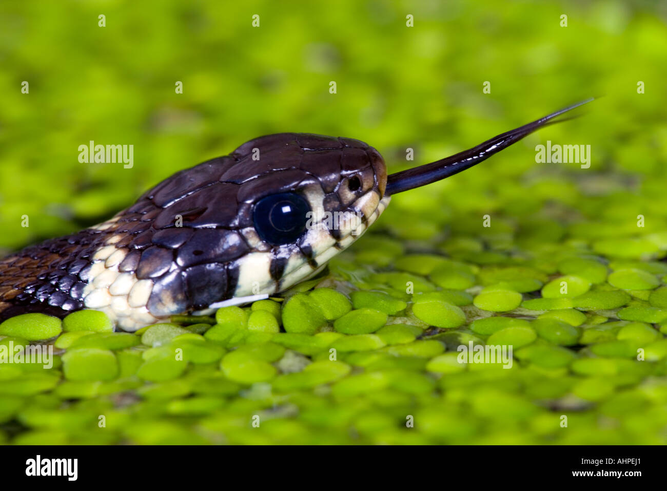 Small young Grass snake Natrix natrix swimming in garden pond with tongue out Potton Bedfordshire Stock Photo