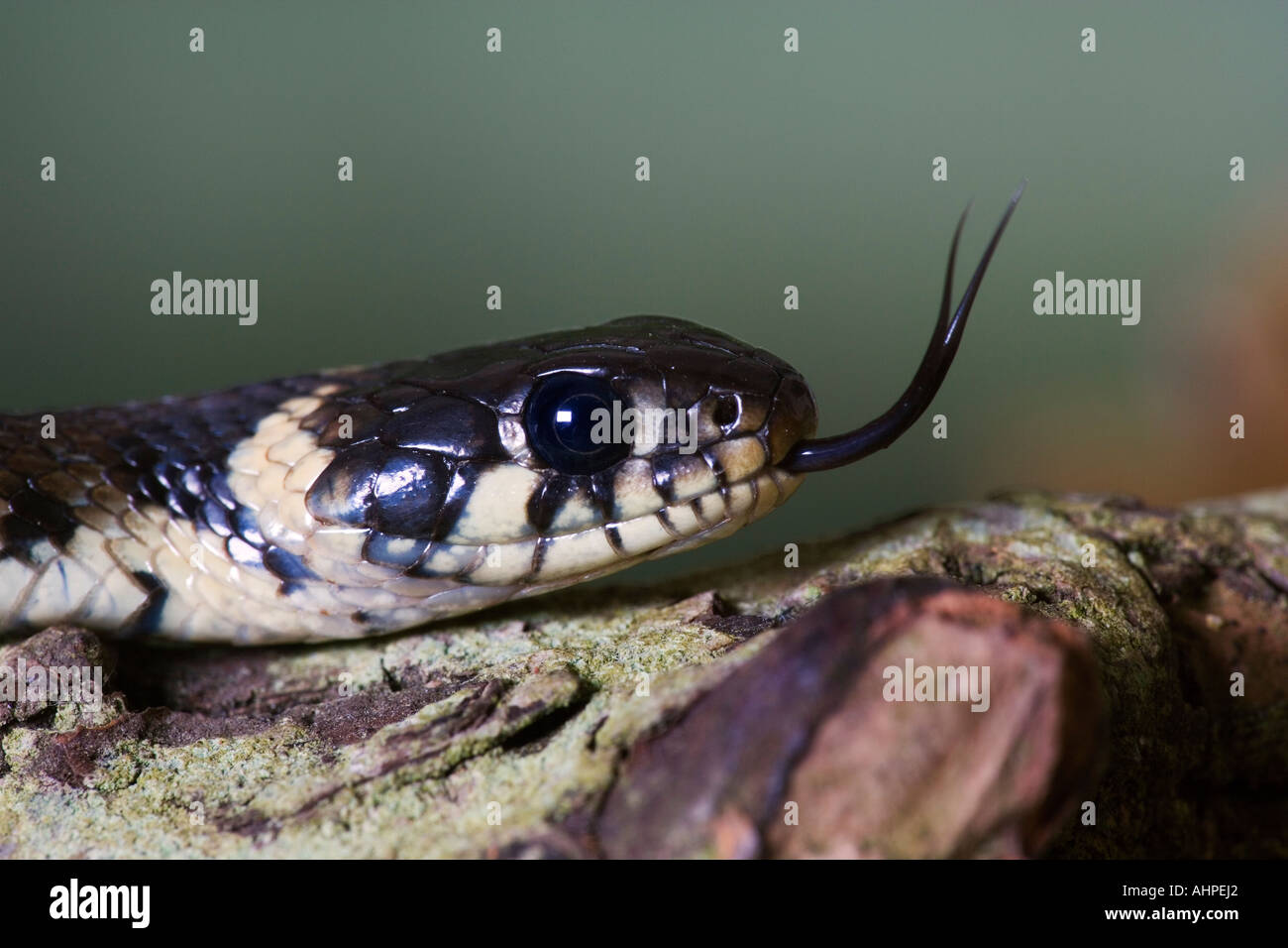 Grass snake Natrix natrix on log close up of head with tongue out Potton Bedfordshire Stock Photo