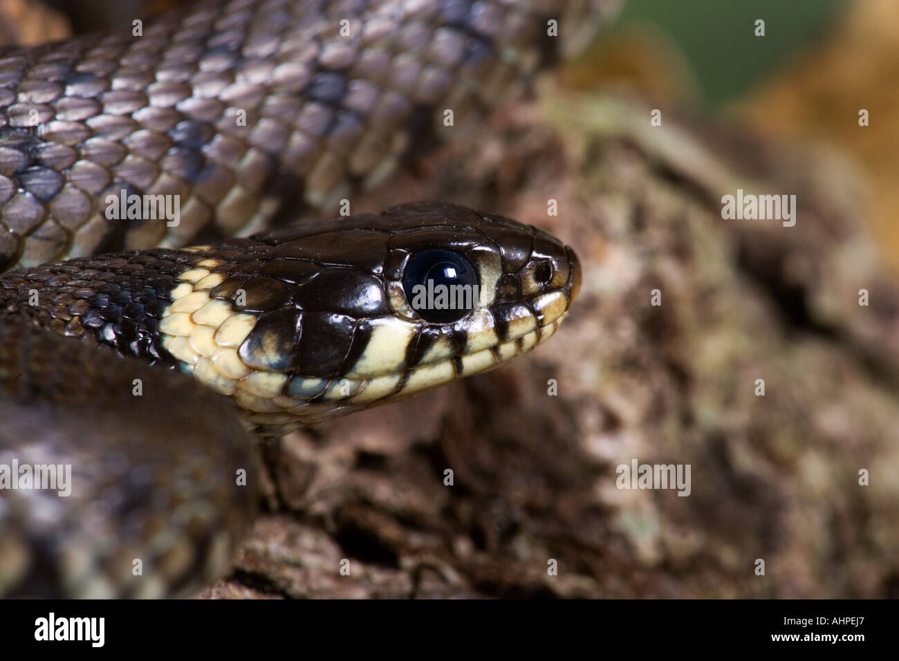 Grass snake Natrix natrix on log close up of head looking alert Potton Bedfordshire Stock Photo