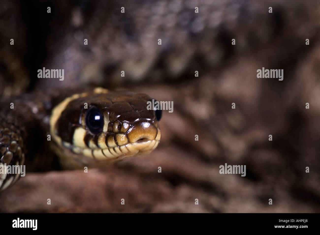 Grass snake Natrix natrix on log close up of head looking alert Potton Bedfordshire Stock Photo