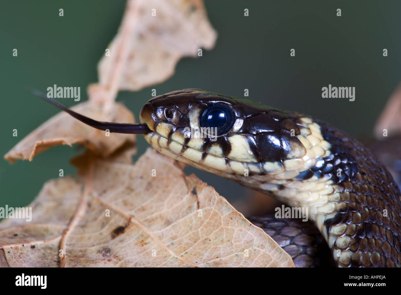 Grass snake Natrix natrix on log Potton close up of head with tongue out Bedfordshire Stock Photo