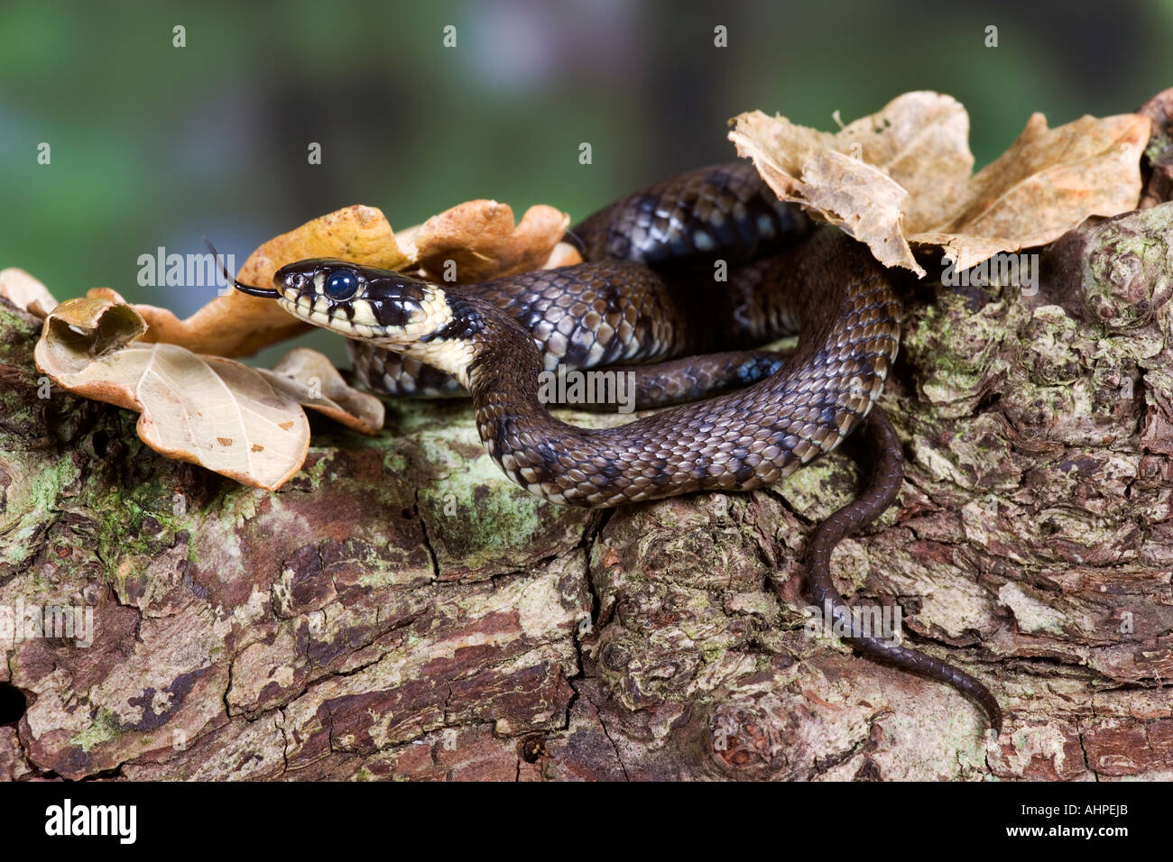 Grass snake Natrix natrix on log with tongue out Potton Bedfordshire Stock Photo